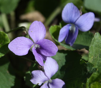Violets